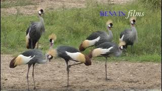 KORONGO AU CRANE