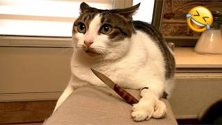 Je lacht, je verliest 😹 Grappigste katten 2026 🤣