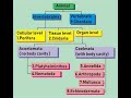 XI : BIOLOGY : Animal Kingdom, Basis of classification : Germ layer, Coelom, Segmentation, Notochord