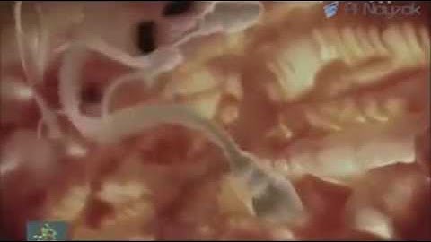 إنما أمره إذا اراد شيئاً أن يقول له كن فيكون تلاوة ممتعة جداا من سورة يس