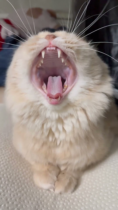 DamiMUTA ni LoohLah🤣 #cat #pets #funnycats #petsrule #kitten #dog @threemuskittens