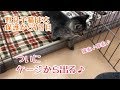 うちの子7日目。ケージから出してみました♪の巻【はちの成長記録#7】