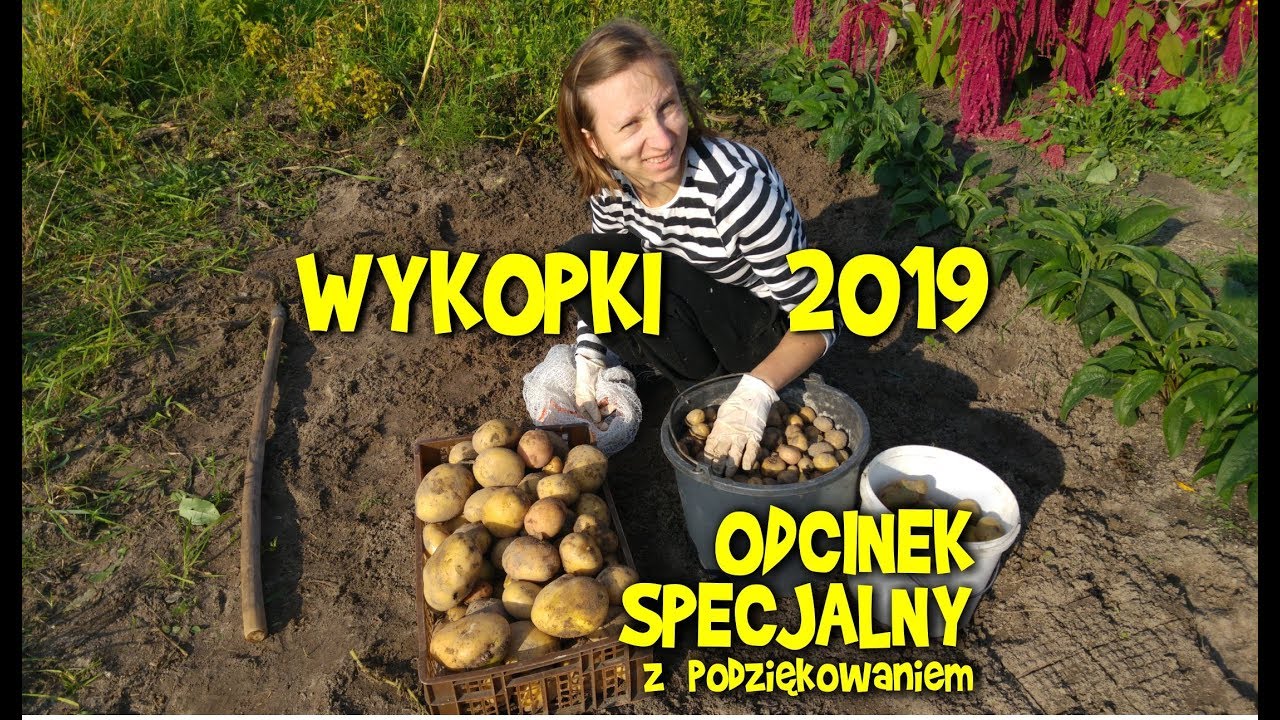 WYKOPKI 2019 smażone kanie i podziękowanie - czyli dzień na wsi inaczej niż zwykle