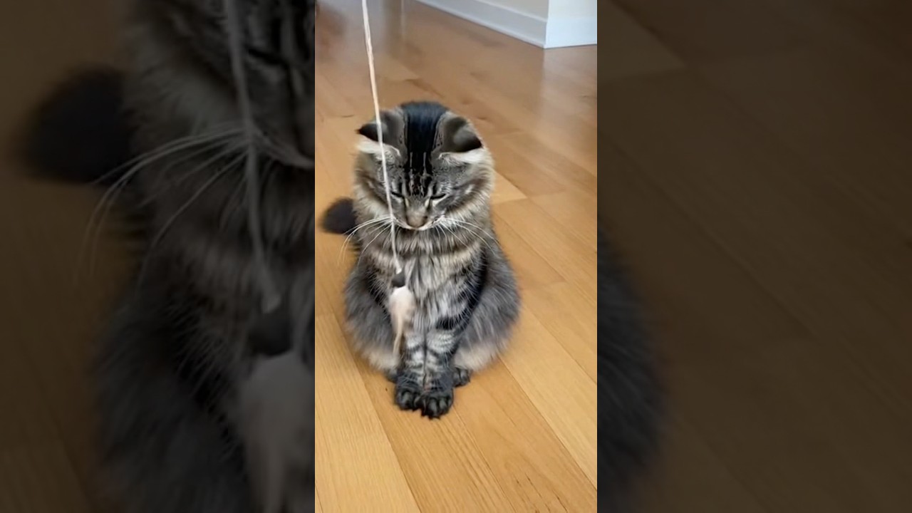 Full attack mode:don’t blink or you’ll miss it! 