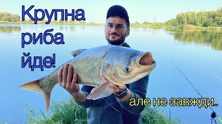 Крупна риба йде, але не завжди. Як спіймати жирного товстолоба? Риболовля в Україні 2022