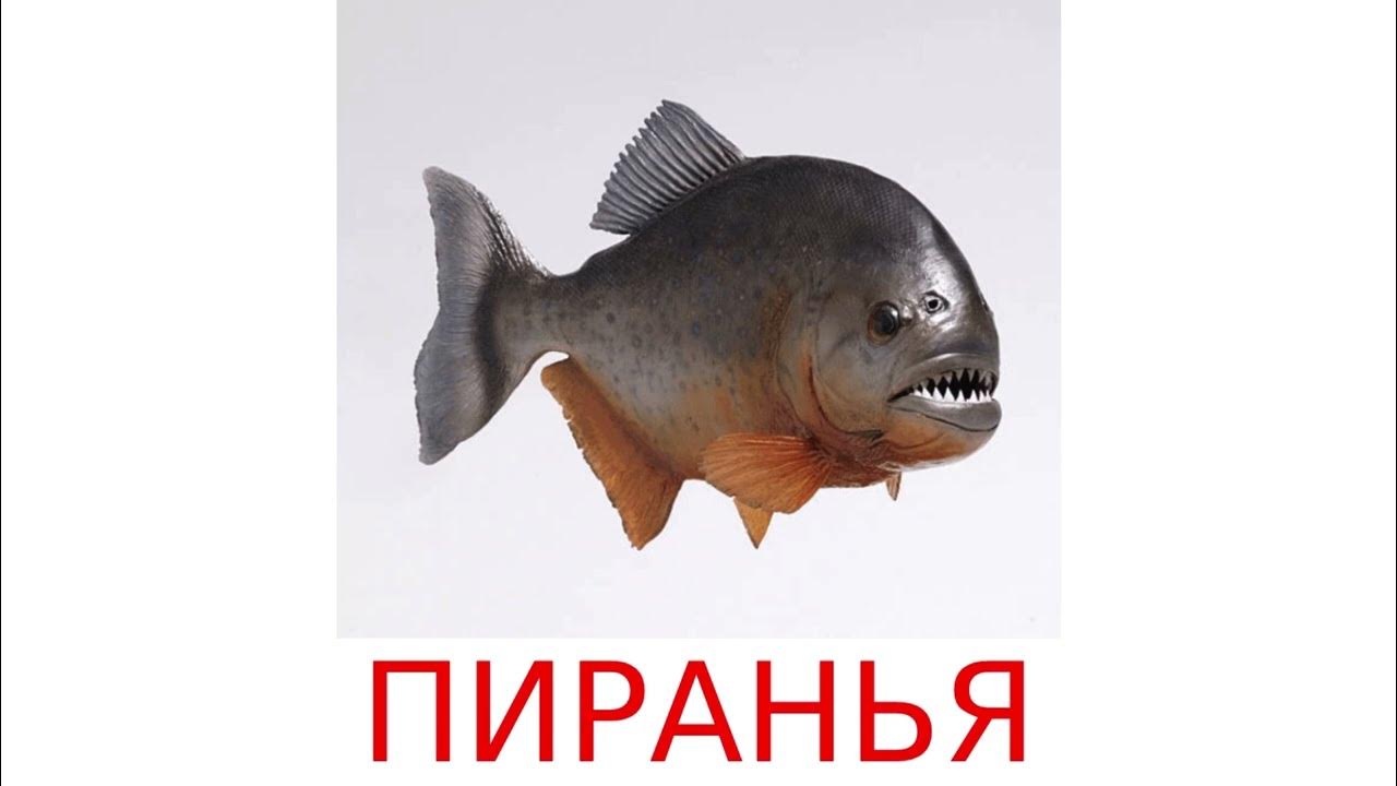 Обитатели воды: Пиранья. Карточки Домана. общееразвитие развитиеребёнка ...