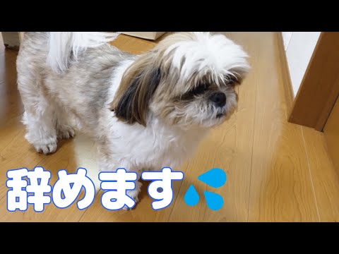 【ご報告】しばらくの間、辞めさせてもらいます。【シーズー犬Vlog】