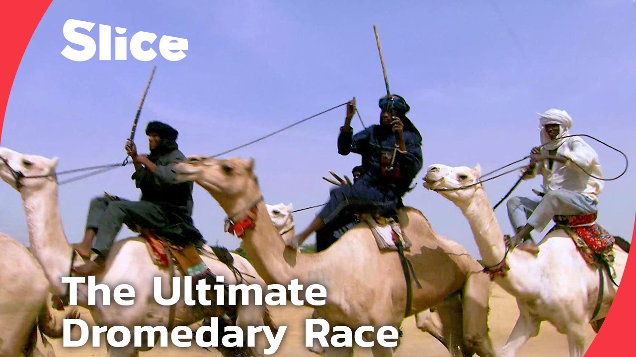 Documentary backdrop image for The Great Dromedary Race of Niger: Speed, Pride, and a €1500 Dream (2025)