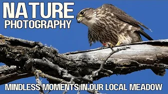 Mindless Moments in Nature | Birds of Prey Butterflies & Morning Light | Canon Wildlife Photography