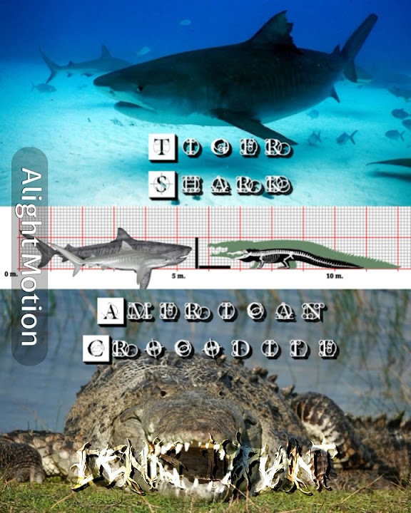Tiger Shark vs American Crocodile | Size Comparison created by