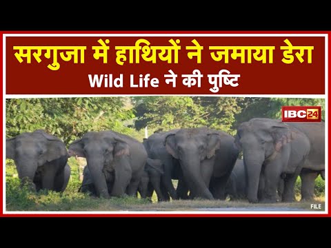 Surguja संभाग में करीब 200 हाथियों ने जमाया डेरा | CF Wild Life ने की पुष्टि