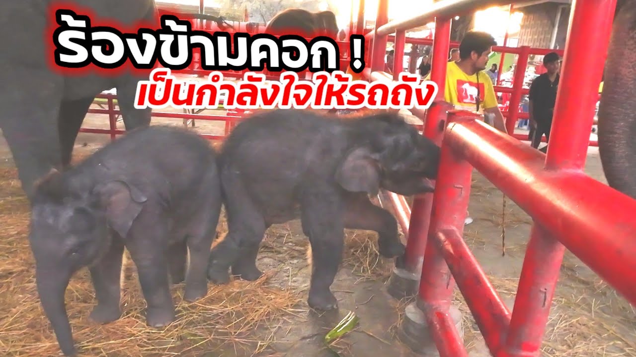 รถถังร้องไห้ไม่อยากจะไปเดินเล่น ชายใหญ่เอาใจช้วย