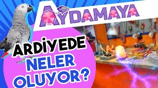 Ardiyede Neler Oluyor - Aydamaya - Düşyeri