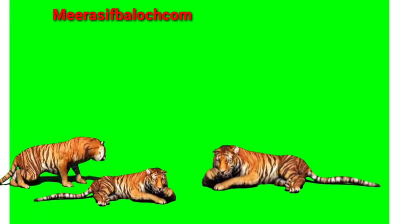 3Tigers Attack to grandes|green screen background 💯|Hunters tigers 💯