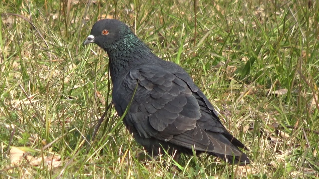 黒いドバト(カワラバト) Dove in Japan - YouTube
