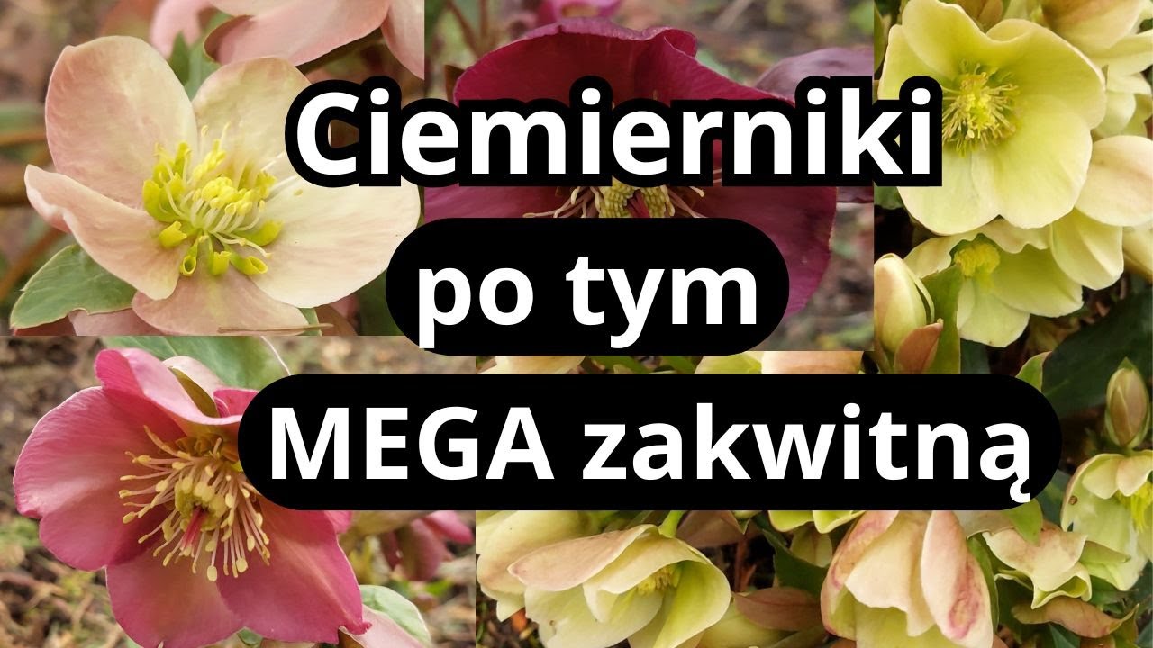 Triki na obfite kwitnienie CIEMIERNIKÓW, czego nie lubią ciemierniki, najlepsze odmiany do ogrodu