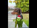 You’re a cute one 🤭 #cute #doberman #dog #funnydog #funnypet #thegrinch #funny #dog #cutepet