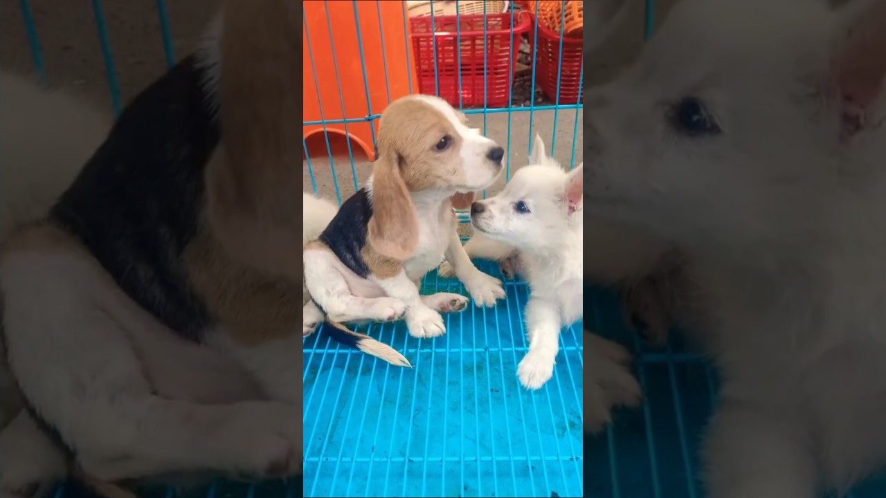 Chennai sunday pet market | சென்னை ஞாயிற்றுக்கிழமை சந்தை | 