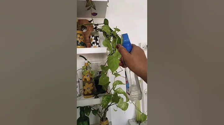 indoor gardening idias #indoorplants #gardening #plants #shorts #shortvideo #home #decoration