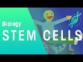 What Are Stem Cells | Genetics | Biology | FuseSchool