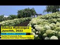 Odaiba Hydrangea June4th, 2022 お台場のアジサイ2022年6月、シンブルプロムナード公園、Symbol Promenade Park,odaiba sightseeing