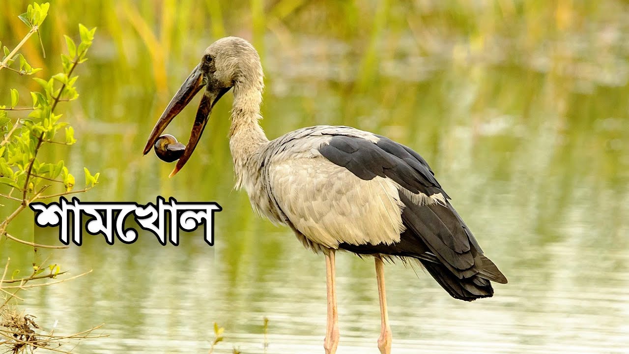 শামখোল। Openbill Stork | 2022 | ***Asian Openbill***
