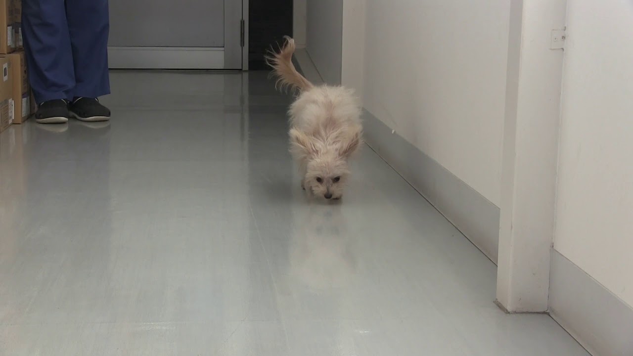 実際の治療前後の動画 Ct Mri完備のone千葉どうぶつ整形外科センター 動物病院