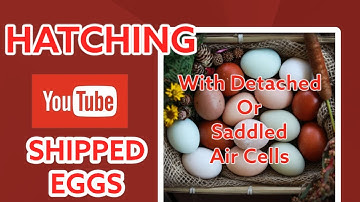 Hatching shipped eggs with detached or saddled air cells