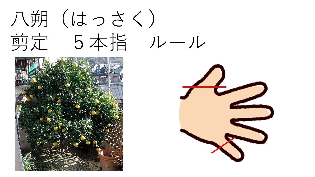 八朔 剪定 5本指ルール Youtube