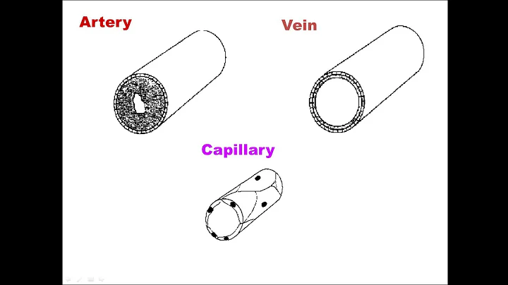 Blood vessels. Arteries, veins and capillaries.