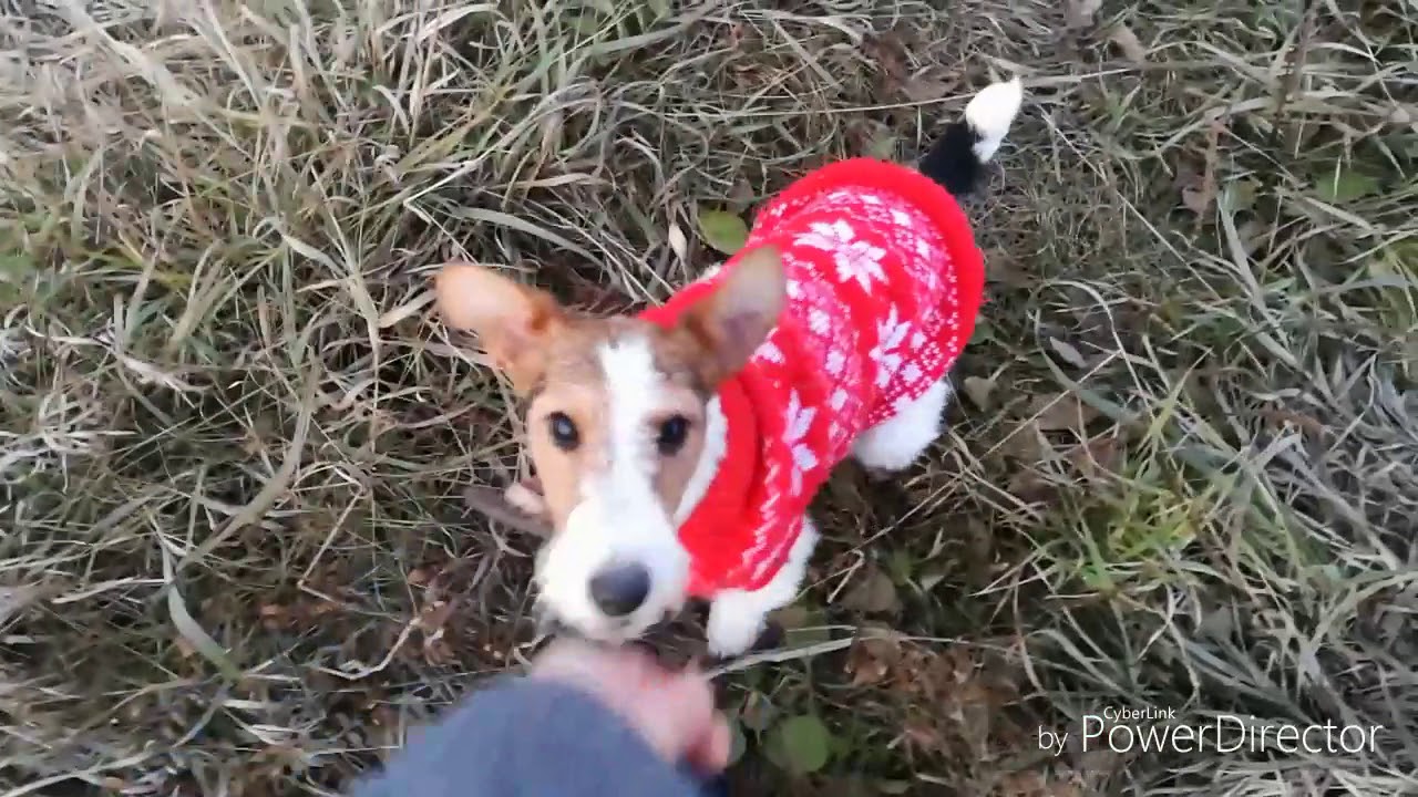 питомцы кукол лол ОДИН ВЕЧЕР ИЗ ЖИЗНИ ФОКСТЕРЬЕРОВ//ЖЕСТКОШЁРСТНЫЕ ФОКСТЕРЬЕРЫ