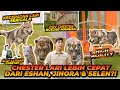 ADU KECEPATAN HARIMAU VS SERIGALA! SIAPA YANG PALING CEPAT&amp;PALING B4H4YA? ESHAN JINORA SELEN CHESTER