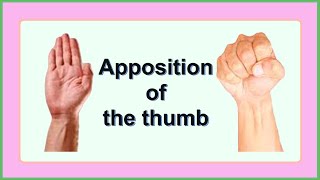 apposition of the thumb
