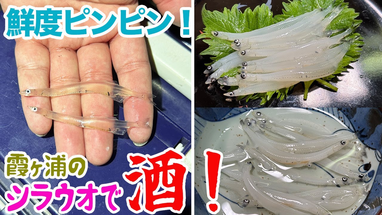 鮮度ピンピン！霞ヶ浦で掬ったシラウオで酒を痛飲！