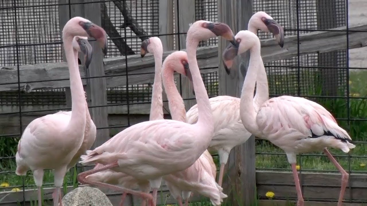 Safari North Wildlife Park Opens Drive-Thru Exhibit - YouTube