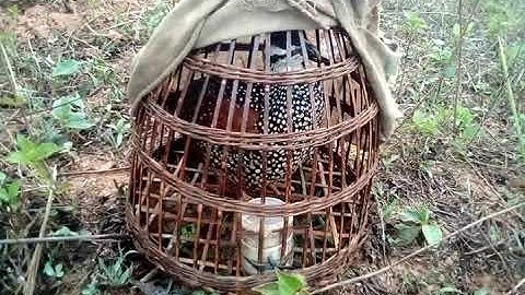 Tso noog quaj cuab poj(đa đa mồi)