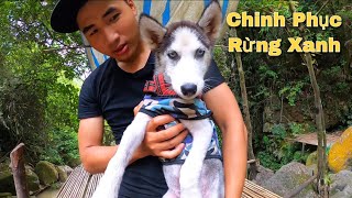 Dương KC | Husky Ngáo Đi Chinh Phục Rừng Xanh