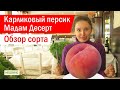 Карликовый персик Мадам десерт ОБЗОР СОРТА