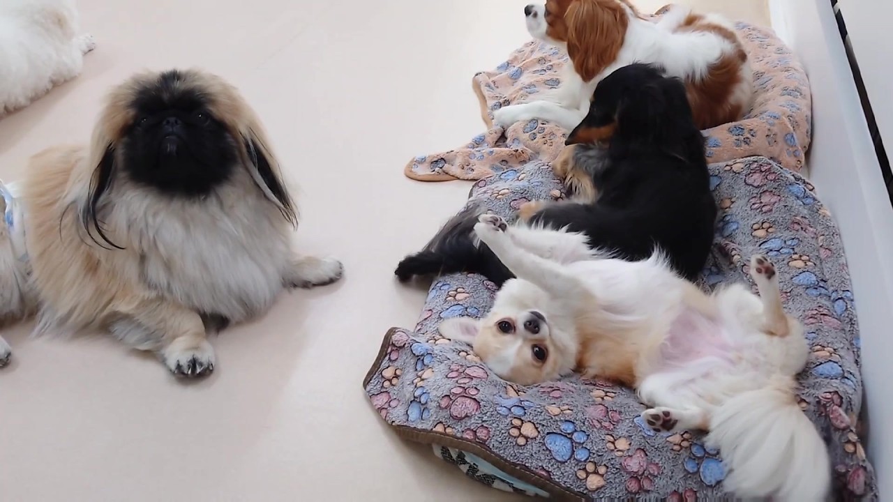 よよょ様オーダー品（チワワのももちゃん）伏せポーズ❣️ セクシーポーズチワモカ 🐶ひみつきちなう！②🐶 2026年5月15日 - YouTube
