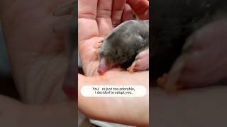 The lost mole found a new life-a miracle rescue!#wildliferescue #fyp rescueefforts #animals #love