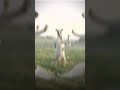 حسوني سوني البقره تغني 