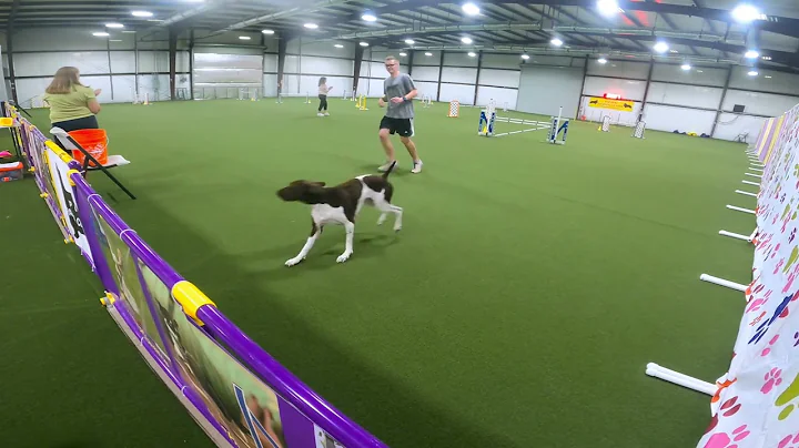 Nitro, AKC Agility; Novice Regular Jumps with Weaves (JWW) Q2