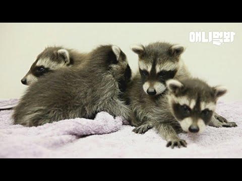 흰고래 <strong>벨루가가</strong> 라쿤 4남매한테 침 뱉은 이유ㅋ ㅣ Beluga Spits On Raccon Kiddos. But Why?!