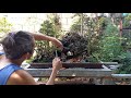 Grooming my forestpenjingkamuning bilog murraya exotica bonsai bonsanity forest penjing