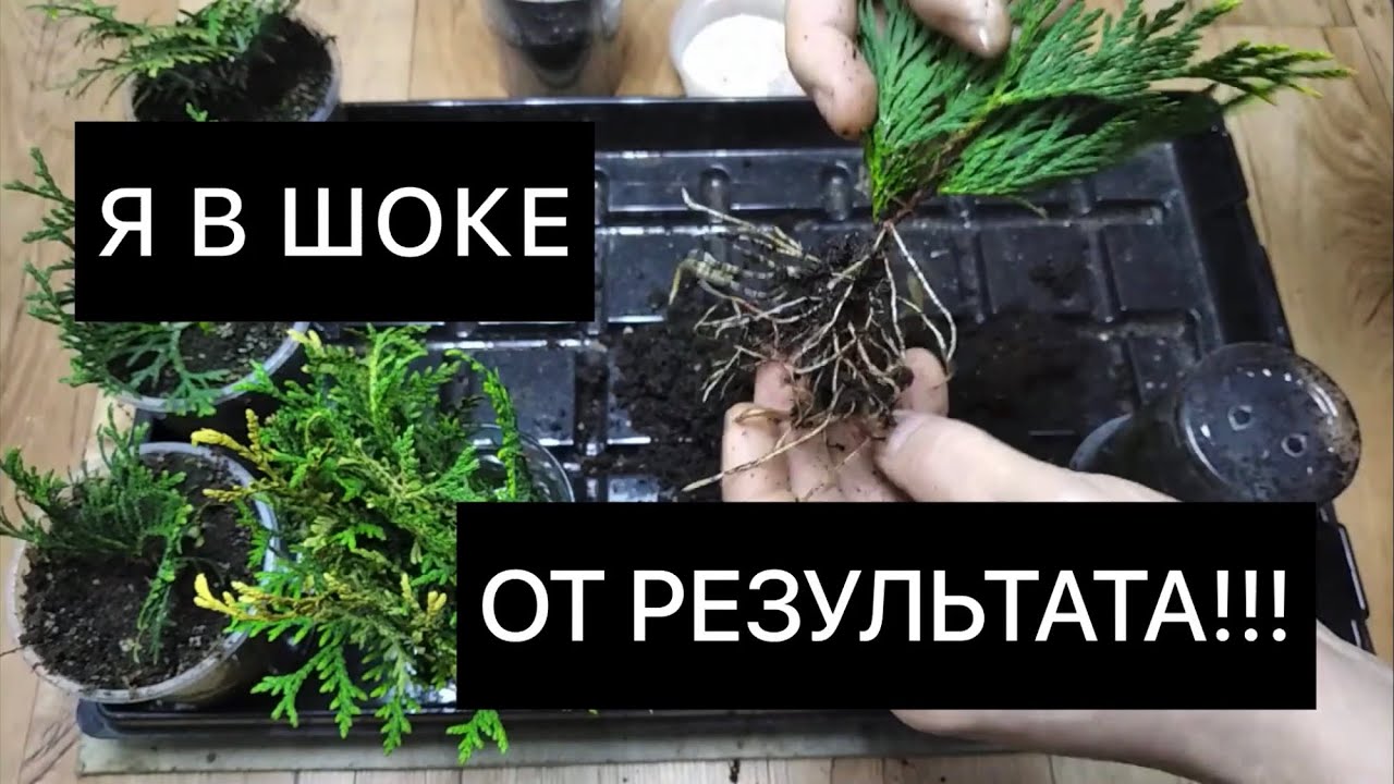 Как УКОРЕНЯЕТСЯ ТУЯ? Будем черенковать ТОЛЬКО ТАК!