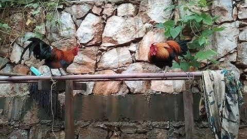 Qaib dib qua zoo heev li os qaib nyob luam phaj npas