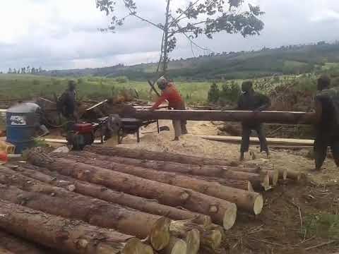 Video: Bodi Ya Mtaro Wa Asili: Pine Na Teak, Thermo Ash Na Mwaloni, Bodi Ngumu Za Miti Ya Spruce Na Chaguzi Zingine, Rangi Na Uumbaji Mimba Kwa Usindikaji