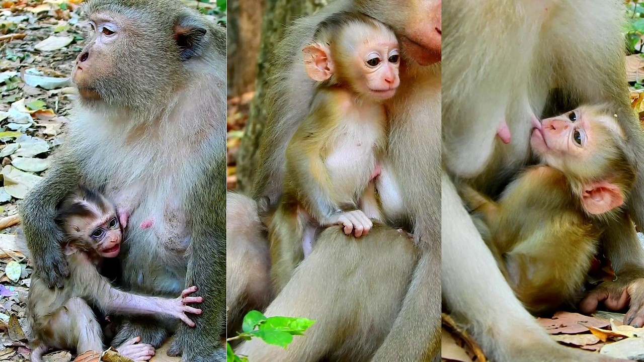 Adorable Lucan feels stuffed after he wake up from gets big milk
