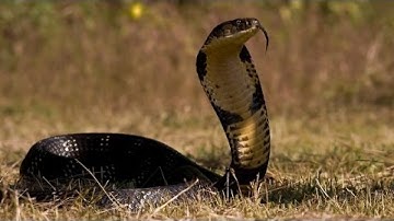 Top 10 Loài Động Vật Có Nọc Độc Đáng Sợ Nhất Hành Tinh