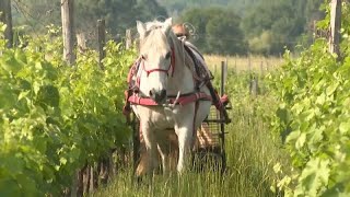 Des chevaux travaillent dans les vignes françaises, pour remplacer les tracteurs